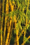 010-Bambus